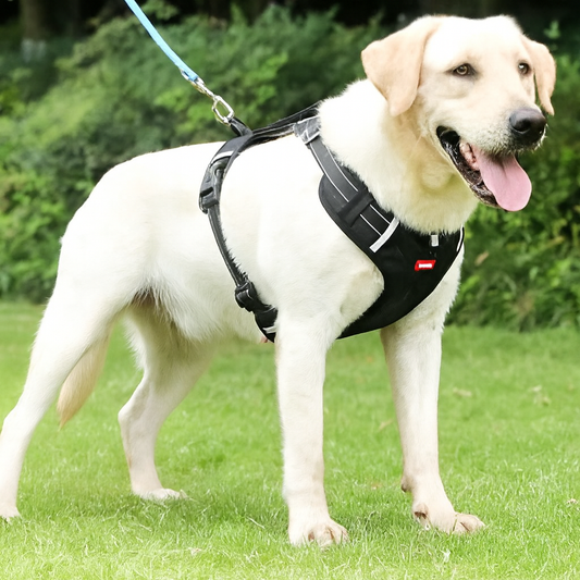 EasyWalk Dog Harness UK – No Pull, Safe & Comfortable