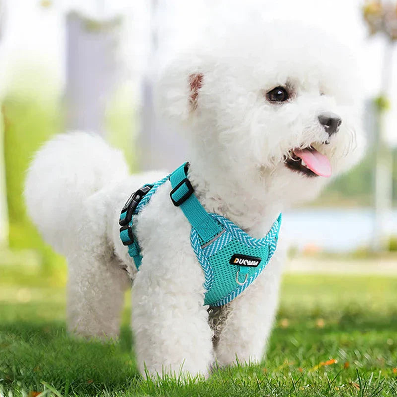 Reflective Dog Harness with Lead – Small Breeds